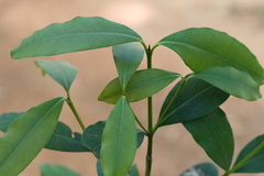 Calophyllum austroindicum